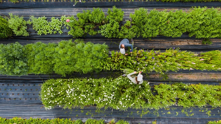 Organic farming